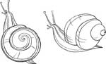 coloring snail
