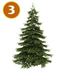 Children's crossword solver subjects trees