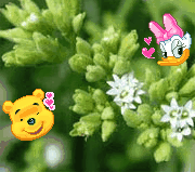 photo anime